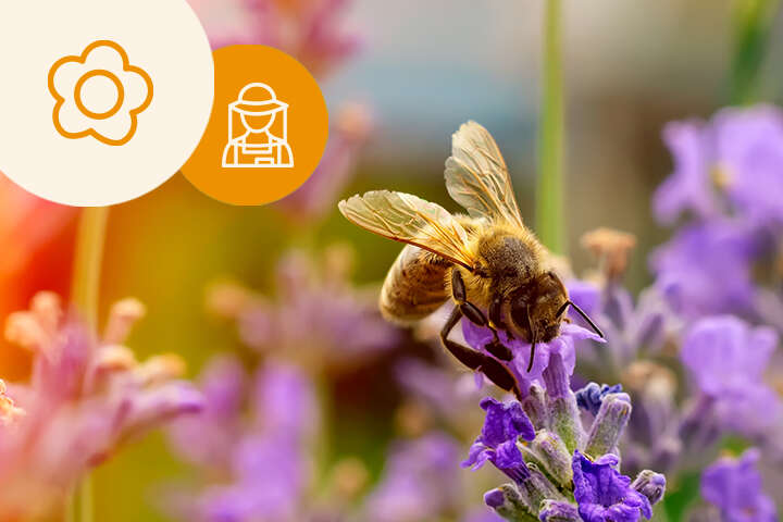 themenwelt was braucht die biene im garten